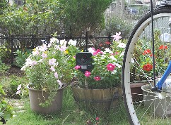 野良猫を追い払う情報サイト